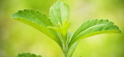 STEVIA: The natural sweetener that helps control obesity