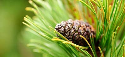 Pine Bark Extract Health Benefits