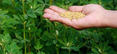 Fenugreek: Improves Digestive Problems