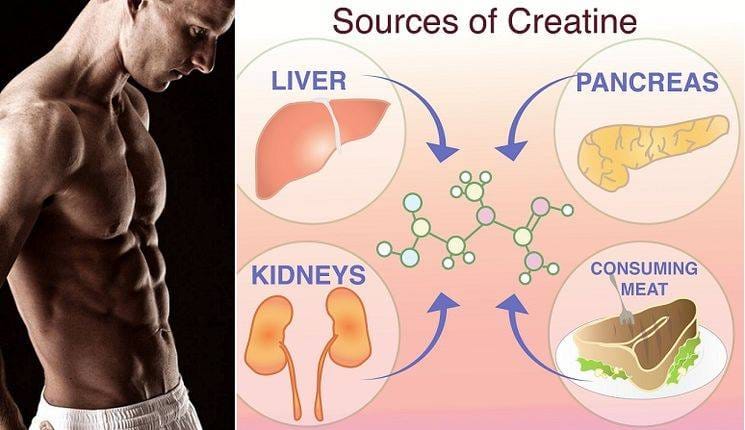 Creatine: Reach Your Goals in the Shortest Time Possible